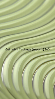 240 NOTD CG Cabbage